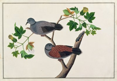 树上的鸟，来自马六甲的鸟图画，c.1805-18（纸上的wc） 作者 Chinese School